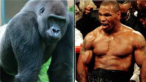 กอริลลา VS Mike Tyson for สมาชม